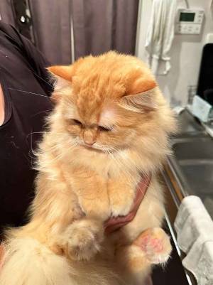 『無罪』を勝ち取った猫　１枚に「笑った」「ちょろいぜ」