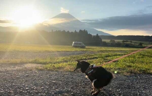 絶景と柴犬の写真