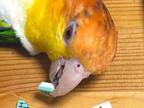 飼い主「やめてぇー」　リモコンとインコの１枚に「難しいパズルだな」