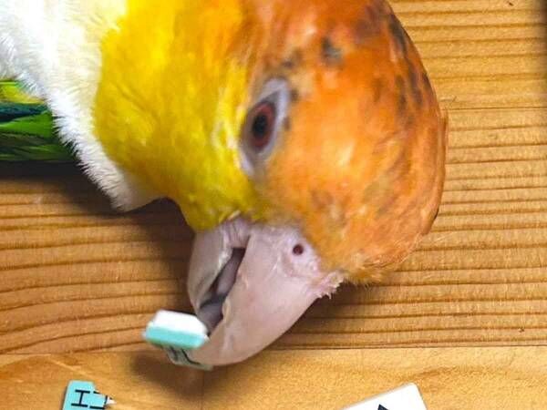 インコがくわえるのは？　悲鳴が上がる１枚に「笑った」「難しいパズルか」