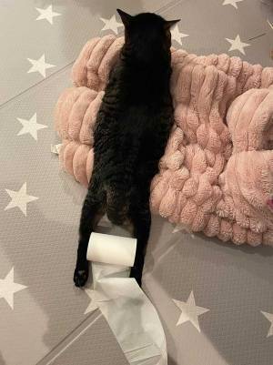 猫の脚に挟まっていたものに、クスッ！　「どういう状況」「よすぎる」