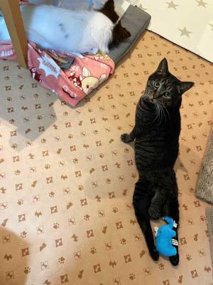 猫の脚に挟まっていたものに、クスッ！　「どういう状況」「よすぎる」