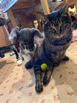 猫の脚に挟まっていたものに、クスッ！　「どういう状況」「よすぎる」