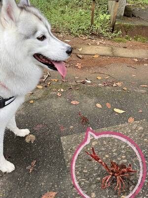 シベリアンハスキーとザリガニの写真