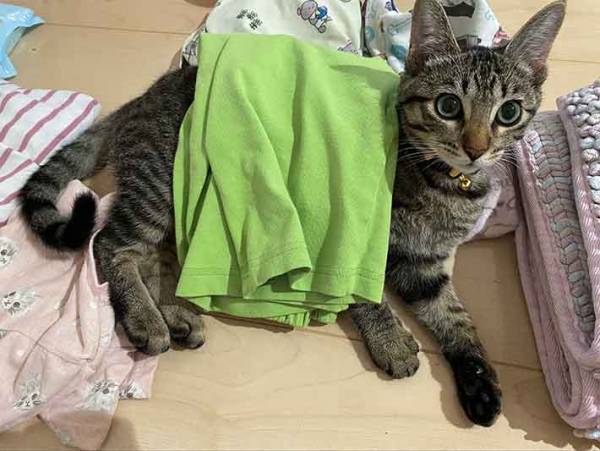 家事が進まない…　理由が分かる１枚に「笑った」「たまらんな」