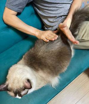 愛猫のお尻を毎日、ぽんぽんしていたら…　「そんなバカな」「私も気を付ける」