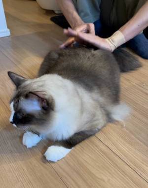 愛猫のお尻を毎日、ぽんぽんしていたら…　「そんなバカな」「私も気を付ける」