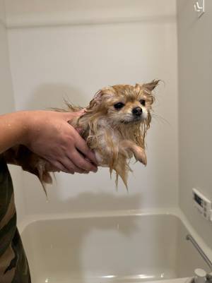 「別犬にされた虚無顔の犬」　風呂に入ったポメラニアンに１５万『いいね』