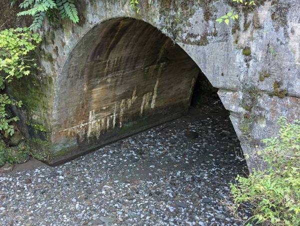 「マジで見えん」　『きれいすぎて見えない川』がこちら！