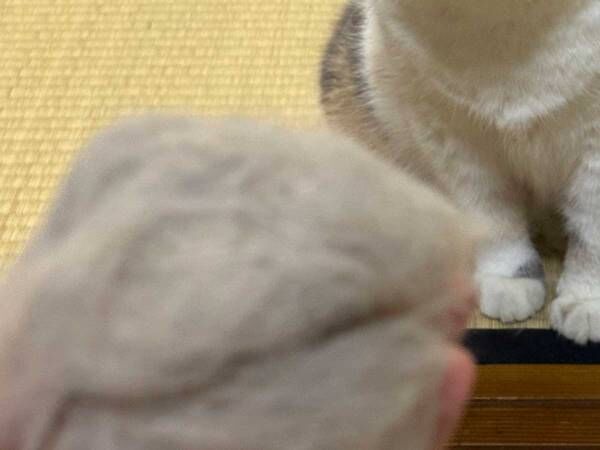 抜け毛を見せられた愛猫の表情が…　「爆笑！」「信じてなさそう」