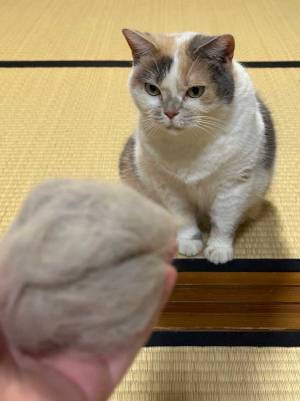抜け毛を見せられた愛猫の表情が…　「爆笑！」「信じてなさそう」