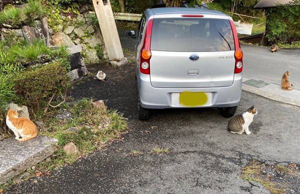 MKタクシーの『二度と撮れない１枚』に反響　猫が車を？