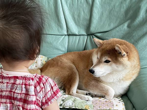 子供の面倒を見る柴犬　「遊んで」とねだられ？「笑ったわ」「頑張って…！」