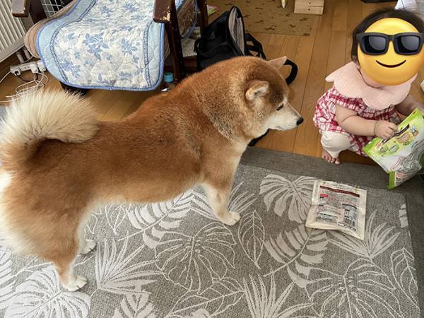 子供の面倒を見る柴犬　「遊んで」とねだられ？「笑ったわ」「頑張って…！」