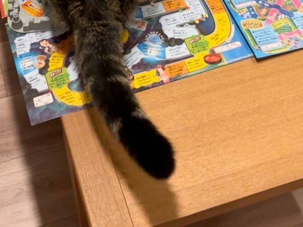 じっと見つめてくる猫　飼い主が遊んでいた『あるゲーム』に興味津々で…？