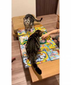 じっと見つめてくる猫　飼い主が遊んでいた『あるゲーム』に興味津々で…？