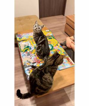じっと見つめてくる猫　飼い主が遊んでいた『あるゲーム』に興味津々で…？