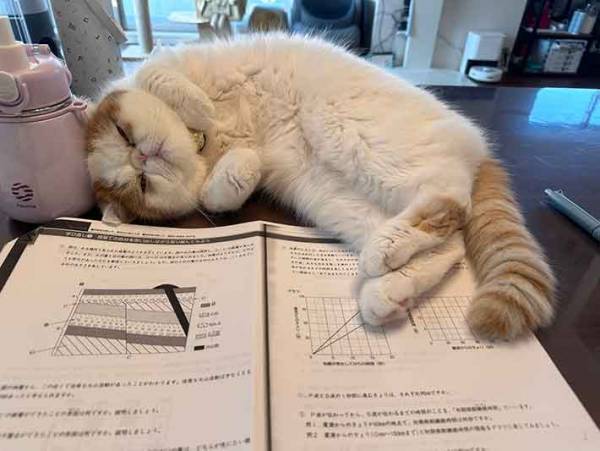 勉強中の娘　机の光景に「こんな状況なのに、強い」