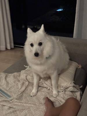 「何か悪いことをした時の耳だな」　愛犬の顔が…「後ろめたさが出てる」