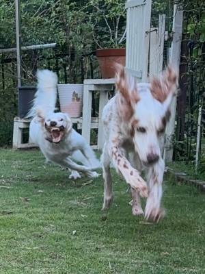 飼い主「ホラー映画にしか見えない」　２匹の犬の姿に「キャスティングが秀逸」