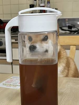 麦茶のポット越しに柴犬が…　姿に「笑いすぎて腹筋が痛い」