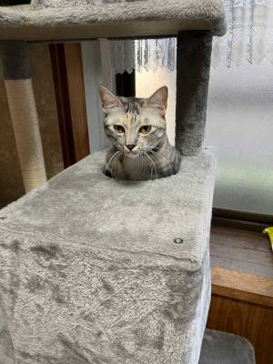キャットタワーと同化？　愛猫の表情に「笑った」「どういう感情？」