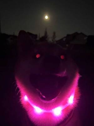 十五夜の１枚に「笑った」「月より気になる」　柴犬がまるで？