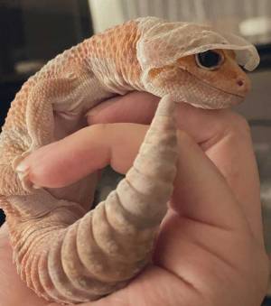 脱皮を始めるトカゲモドキ　頭を見ると…「たまらない」「どこか自慢げ」