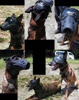 救助犬のヘルメット姿に３万『いいね』　話題の写真に「かっこいい！」「これなら安心」