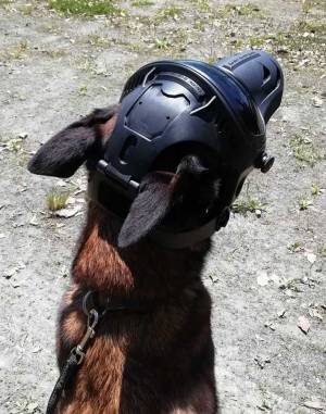 救助犬のヘルメット姿に３万『いいね』　話題の写真に「かっこいい！」「これなら安心」