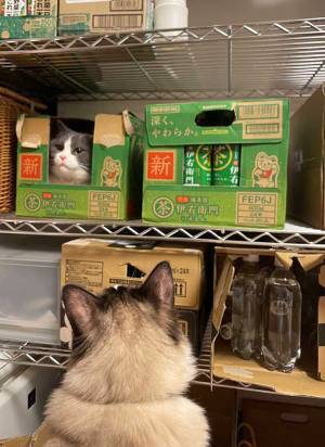 家にストックしている『伊右衛門』　箱を二度見したワケに「いや、違和感なさすぎ！」