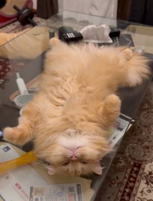 「妻が倒れてる！？」　１枚に「笑った」「そこ代わって！」