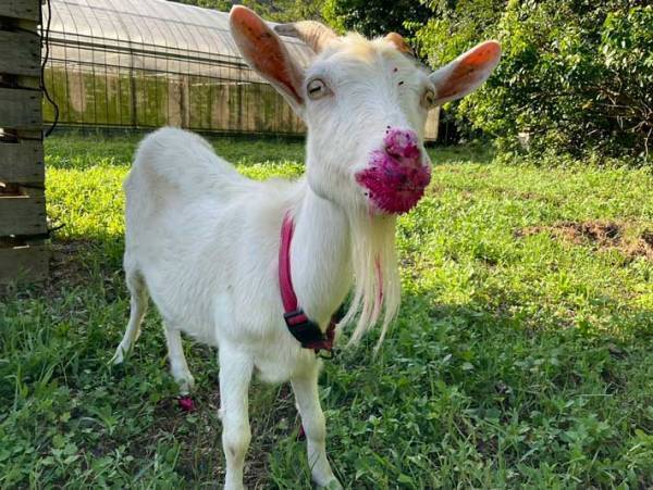 ドラゴンフルーツを食べたヤギ　食後の１枚に「待って、怖い怖い」