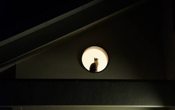 「月にいるのはウサギじゃなくて…」　中秋の名月にとらえた１枚に「絵になるな」