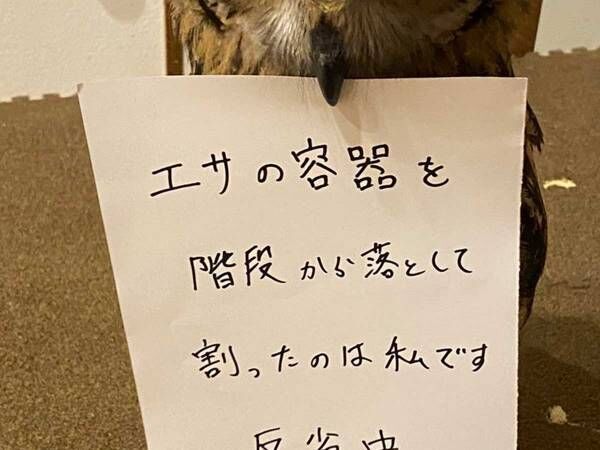 「反省中」という紙をくわえるフクロウ　しかしその表情は…？