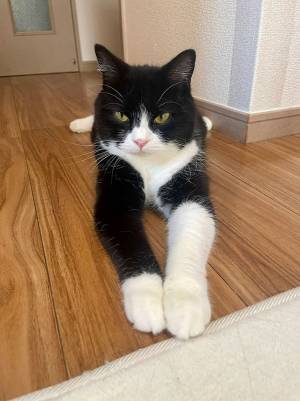 愛猫が自慢してきたものとは？　「こんな写真で埋め尽くしてほしい」