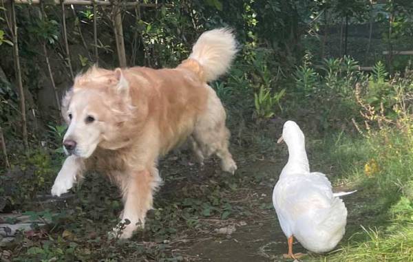 アヒルから逃げるゴールデン　表情に「必死な顔」「躍動感がすごい！」