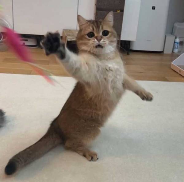 飼い主「情けない顔」　オモチャを空振りした猫に「どうしてこうなった」「１００点」