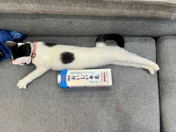 身長を測りたい飼い主　猫の１枚に「笑った」「本能を発揮してる」