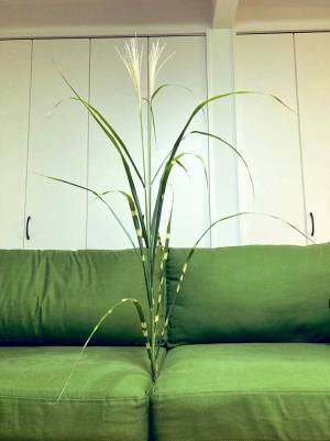 「ススキを飾る花瓶がない」　小５に任せると？　「天才じゃん」「笑った」