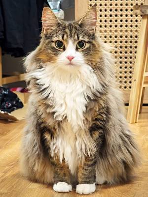 「月曜日なのに飼い主が家にいる…」　祝日に困惑する猫の表情がこちら