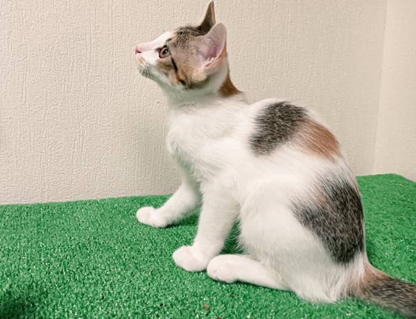 背中にキノコが生えた猫？　１枚に「実りの季節やで」「躍動感がある」