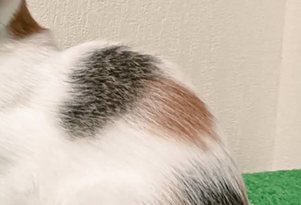 背中にキノコが生えた猫？　１枚に「実りの季節やで」「躍動感がある」