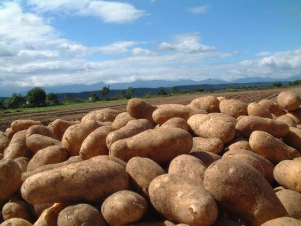 家のジャガイモ、全部これでいい！　JAが教える『おすすめの食べ方』