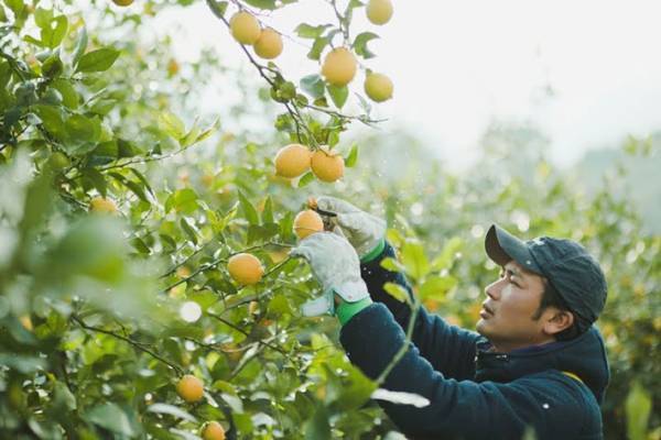 冷蔵庫にポツンとレモン　まるごと１個使う方法を、農園に教えてもらった