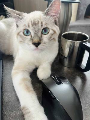 飼い主が愛猫に「そんな顔してもまだ遊べないんだわ」　見せた表情に「どうして」