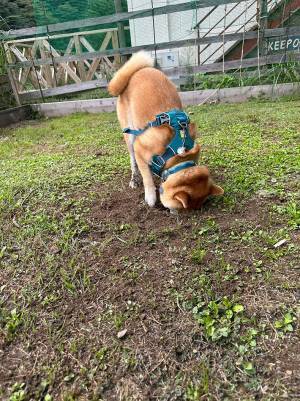 柴犬がドッグランで？　写真に「深夜に爆笑した」「センス最高」