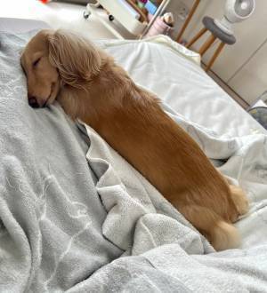 『ソーセージドッグ』といわれたのは？　正体に「びびった」「長すぎ」