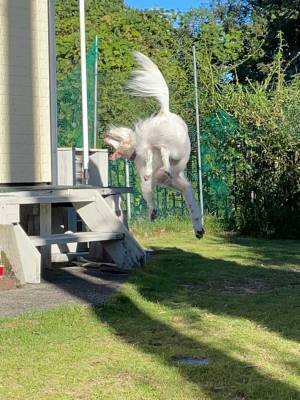 飼い主「宇宙人に拉致されている」　犬の姿に「爆笑」「変なチップ埋め込まれそう」