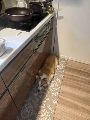 絶対に動かないコーギー　飼い主が「テコでも動かない」というワケは？